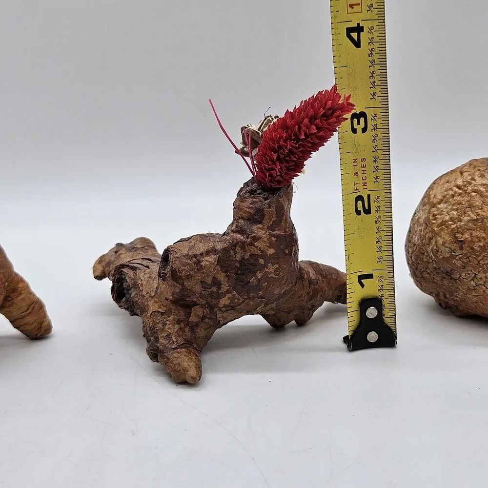 Southwestern Natural Arizona Saguaro Cactus Skeleton Knot Bud Vases Lot of 3